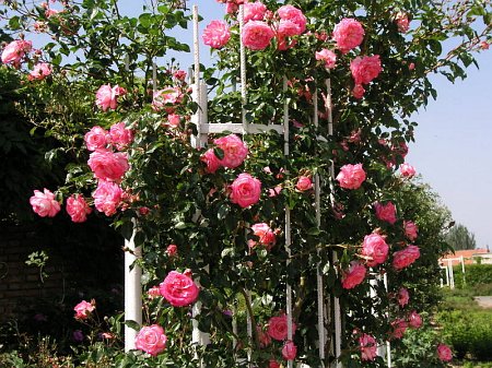 плетистые розы на опоре - фото