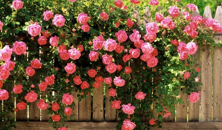 плетистые розы выращивание в саду фото