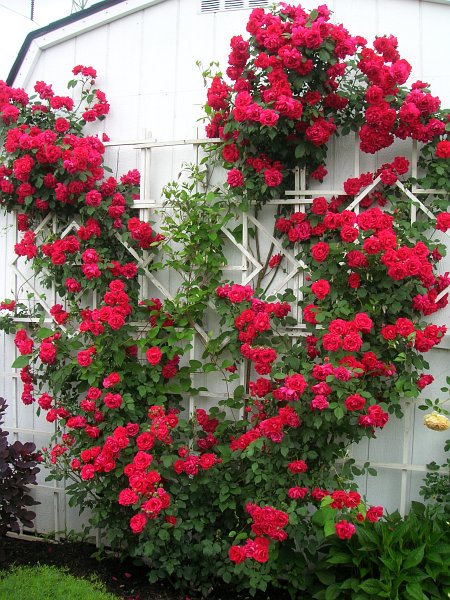 плетистые розы фото